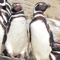 Magellanic Penguin